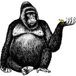 gorilla-black-white