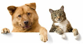 dogcat